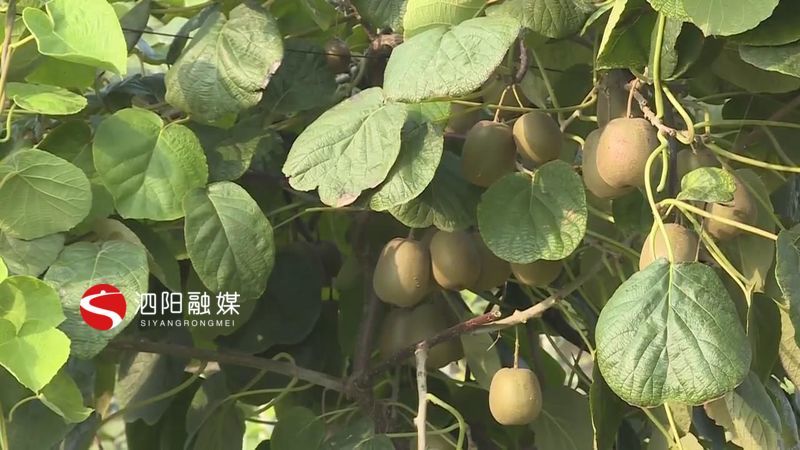 猕猴桃|红心猕猴桃果香四溢遇见丰收遇见甜蜜