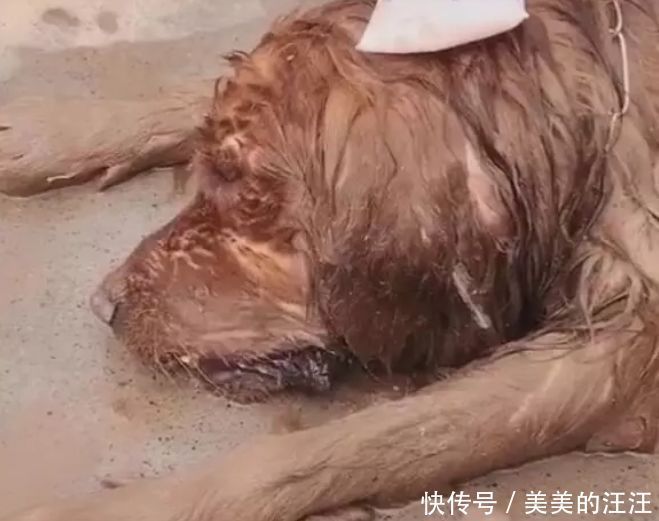 主人|金毛中暑后倒地不起，拿水泼狗，敷上冰袋，主人心疼