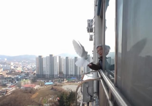 找上门|白鸽缠上大爷,却被邻居找上门,鸽子:我是自己飞来找他的你信吗