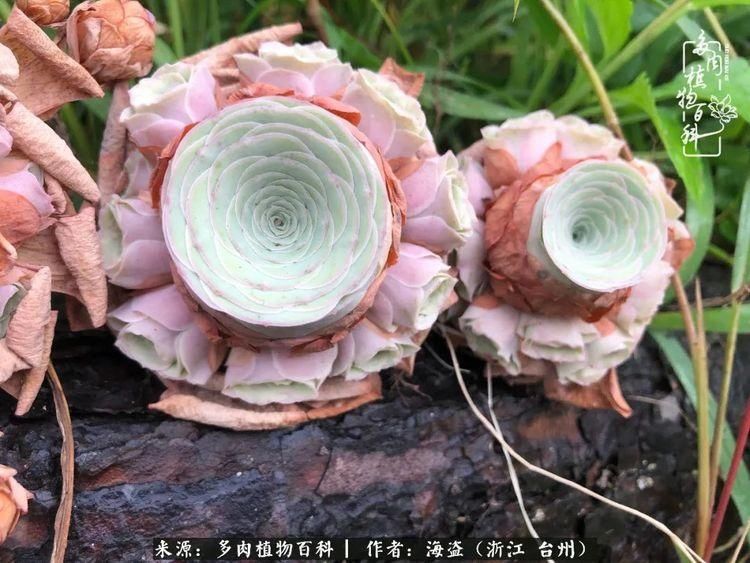  梅雨季|干货：高温高湿梅雨季，山地玫瑰养护提醒，帮你远离黑腐！