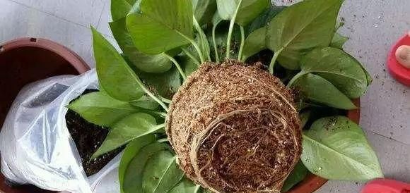 枝头|盆里扔2样东西,养花10年不烂根,叶子油光瓦亮,花苞挂满枝头!