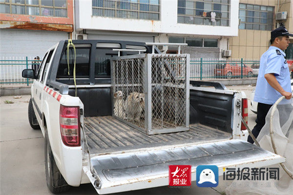  文明养犬|接举报散养犬只抓伤路人 滨城公安快速行动为市民消除安全隐患