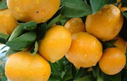  抗癌物质|益胃、解渴、利尿的水果，盛夏吃上几个，能生津止渴，消暑舒神