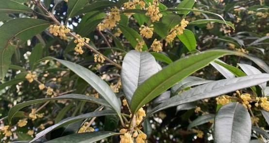 中秋|国庆中秋假期，高速八天免费！湖口天气又开始反转，还有这些好消息...