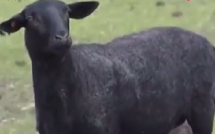  企业|内蒙古一企业部分乌骨羊丢失，警方征集线索寻找