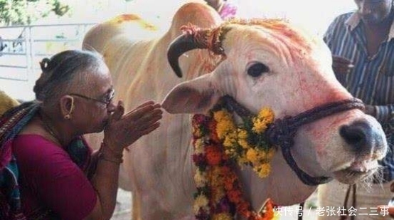 高科技|印度的“牛粪动力”公交是从哪来的？不要笑，原来真是高科技