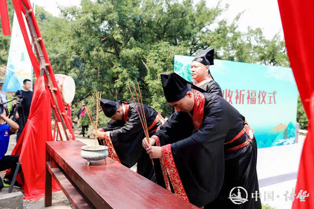  香榧|马云认养两棵古香榧树！诸暨成立全国首个千年古树香榧保护基金