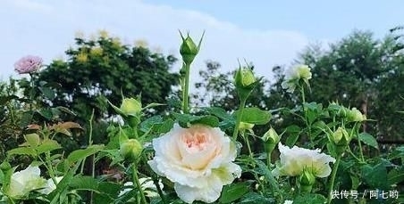 发酵|农村嫌弃的东西，城里人抢着拿它来种月季，是种植的好东西。