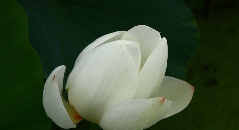 健康运势|8月开始双喜临门,横财一大把,穷日子过成好日子的四大属相