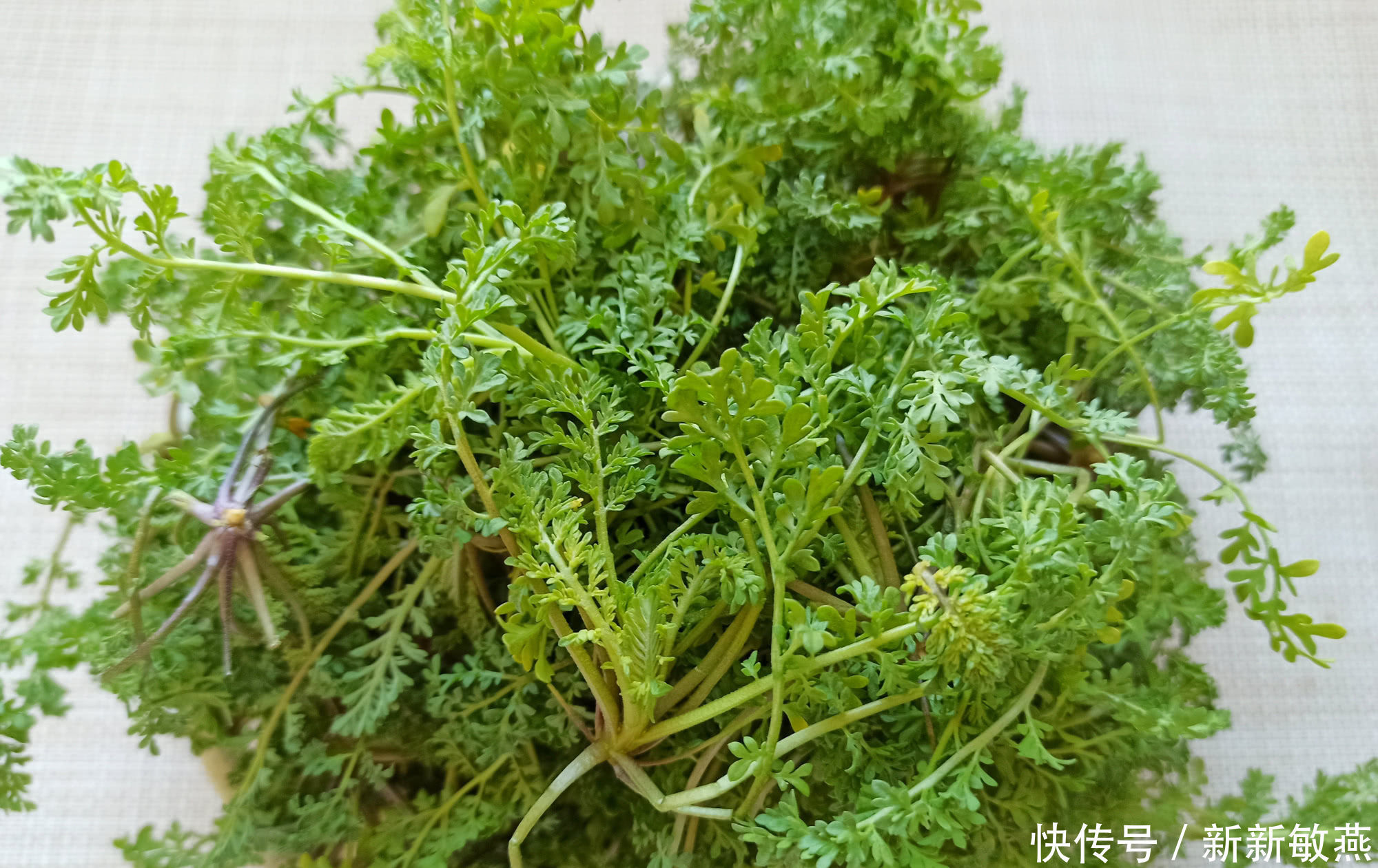  鲜嫩|春天的野菜我只认它，做成饺子馅真香，鲜嫩多汁，城里人很少吃过