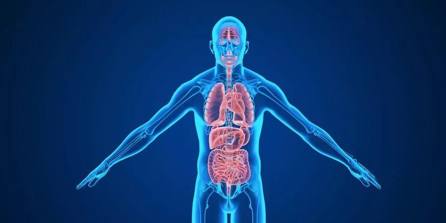  心脏|大脑重要还是心脏重要？很多人已经猜到了答案！