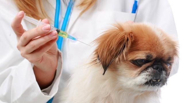  要注射疫苗|被狗狗隔着衣服咬了，但是没有破皮，需要去打狂犬疫苗吗？