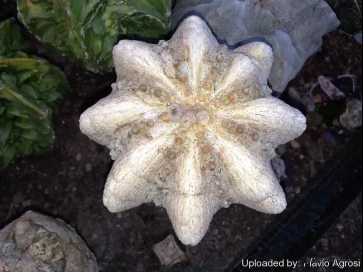  人养|每个人养肉人都应该学会鉴赏“兜”