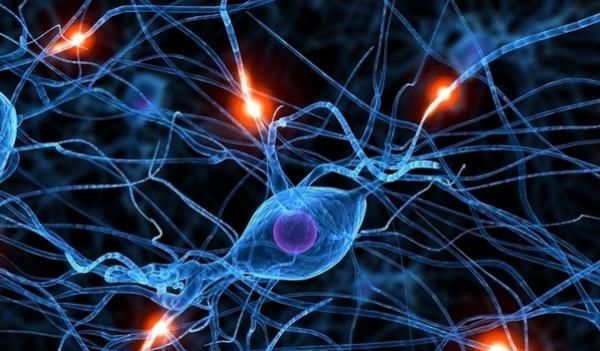  心脏|大脑重要还是心脏重要？很多人已经猜到了答案！