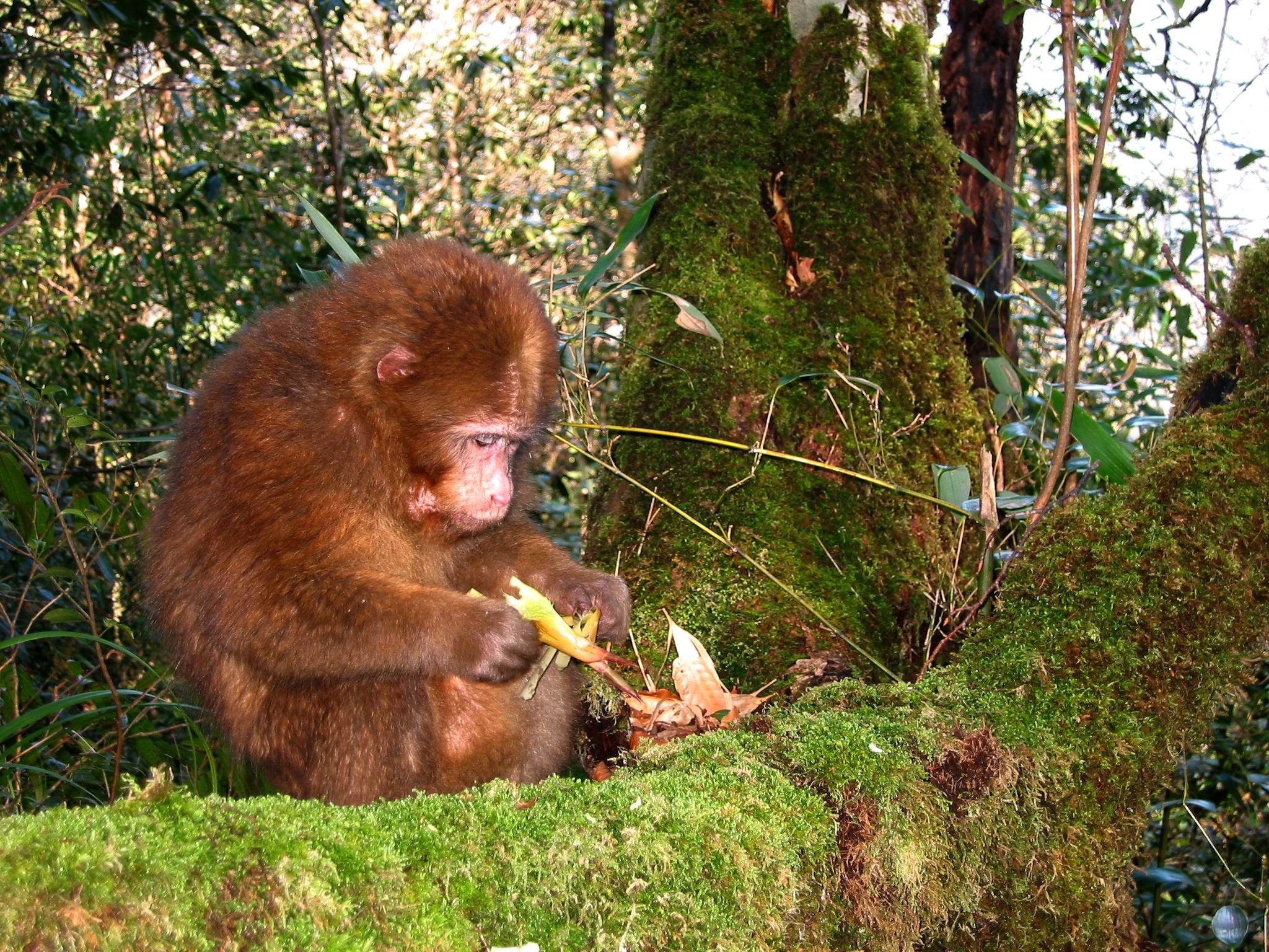 猫儿山国家级自然保|多措并举抓保护珍稀动物频现“华南之巅”