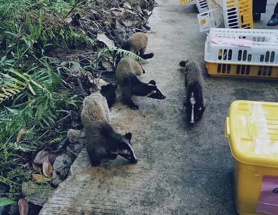  公园|豹猫、红隼、果子狸......在南宁的公园里遇到它们别激动