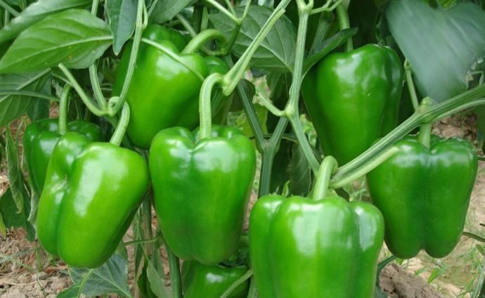  青椒|爱吃青椒的人，身体不会差，但吃青椒有3大禁忌，你需要了解清楚