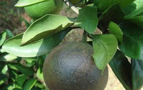 解决|多种病虫害可导致柑橘花皮果，一次讲明白！并附上详细解决措施