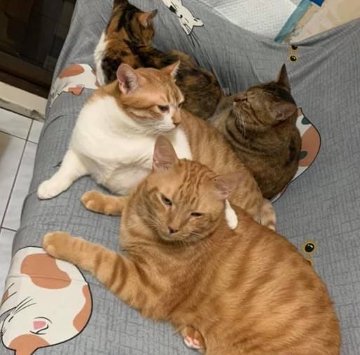 到底|小伙无意间动作，被17只猫狗包围，犹如被讨债，到底做了啥？