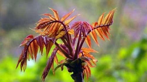  想要|女性想要身体好，推荐三种食物，滋补身体，补血养气