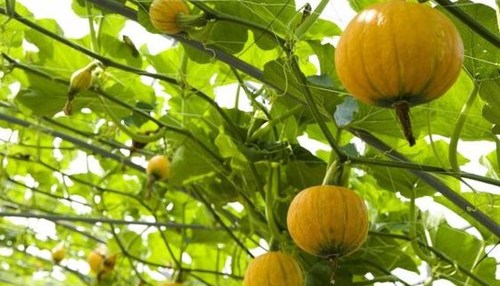  研究|蔬菜种植中植物生长调节剂的应用研究