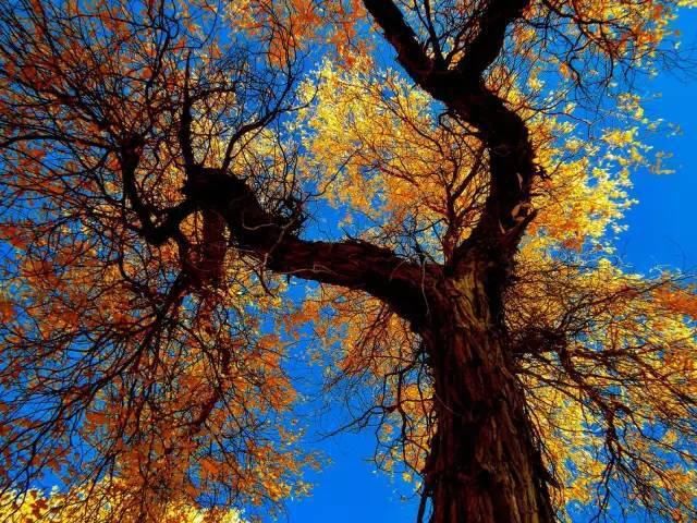  八道桥|为什么10月不能错过额济纳？详细攻略！不要错过这个秋天...