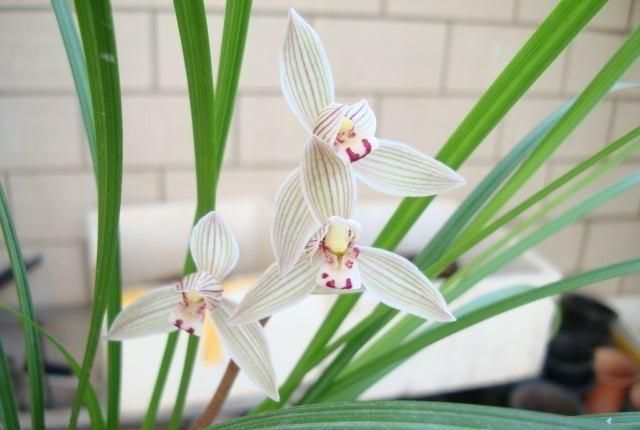  浇水|夏天养兰花，浇水把握这7点，兰花不烂根，而且不得“两腐病”