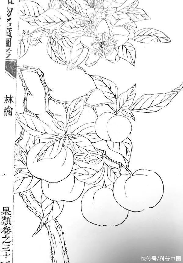 封神姬发是好的是坏的(《封神》里的姬发能吃到苹果吗？看完你就知道了！)