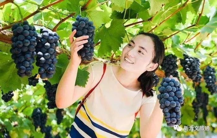  乐享|阿湖镇桃岭葡萄文化节今日开幕，?乐享甜蜜一夏吧