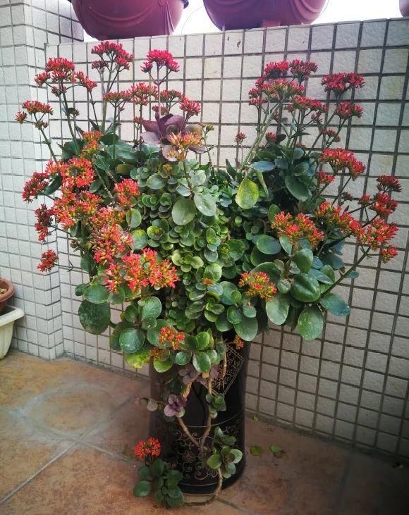 养成|最大的长寿老桩，7年时间，养成盆景！