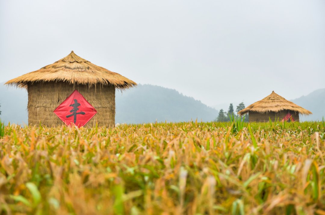 声音|假如丰收有声音，一定是这样婶儿的