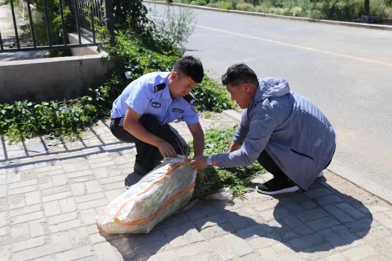 毒品原植物|锡盟警方发现野生大麻幼苗300余株