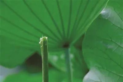  网红|“网红”并蒂莲被摘，网友：这是无法复制的十万分之一