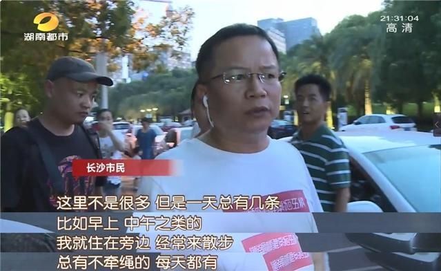 公园|长沙养犬的注意了！延长整治行动两个月，不戴嘴套、遛狗不牵绳…无证养犬直接扣留