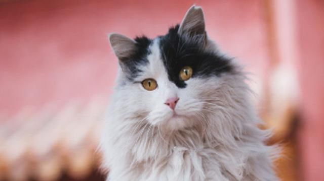 鳌拜|除了古建筑紫禁城里还有猫