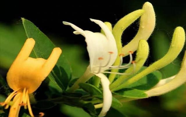  荒山|荒山只能退耕还林？农民返乡就业想发家致富，种植点啥？