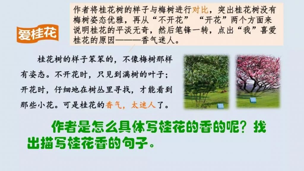桂花|【预习】部编版五年级语文上册第3课《桂花雨》图文讲解
