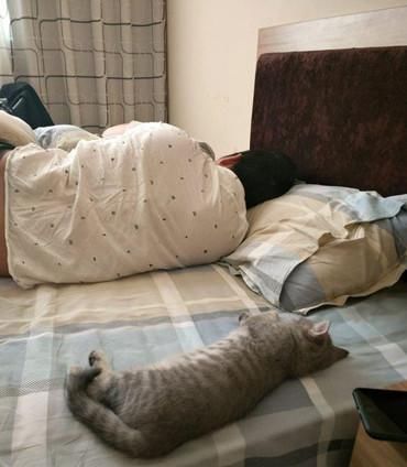  睡姿|猫咪和男主同睡一床，看到这两个家伙的睡姿，真是让人忍俊不禁