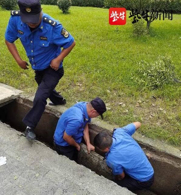  城管|下水道上方百余斤水泥石板脱落，城管队员徒手复位