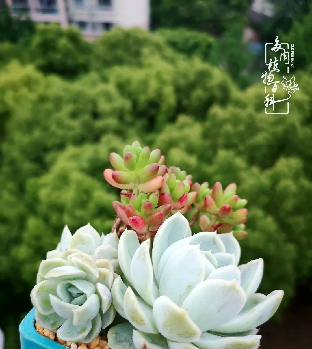  萌化|当粉粉的多肉捧在手心，我体验到了什么叫“萌化了心”