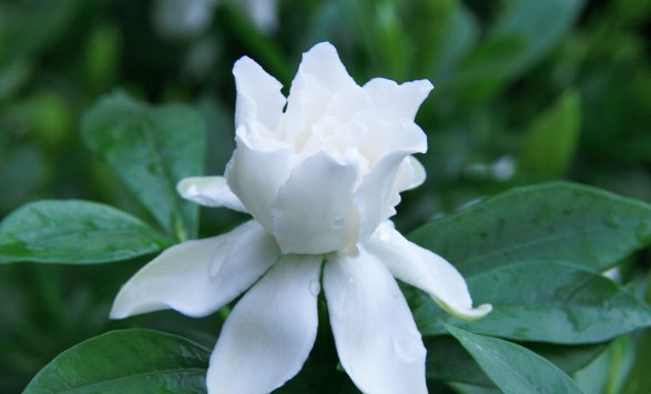  香味|此花雪白美丽洁白无瑕，散发着惹人喜爱的香味，寓意着爱与约定