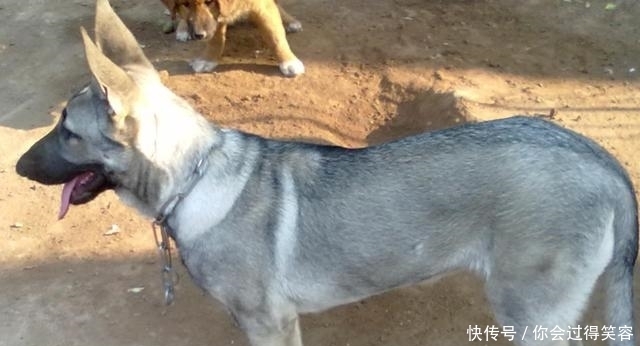 宠物|农村狗市流行什么狗?三种狗狗很受喜欢,价格也不贵