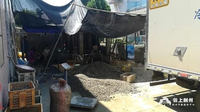 缴获|当街收购螺蛳 监利警方现场缴获350斤