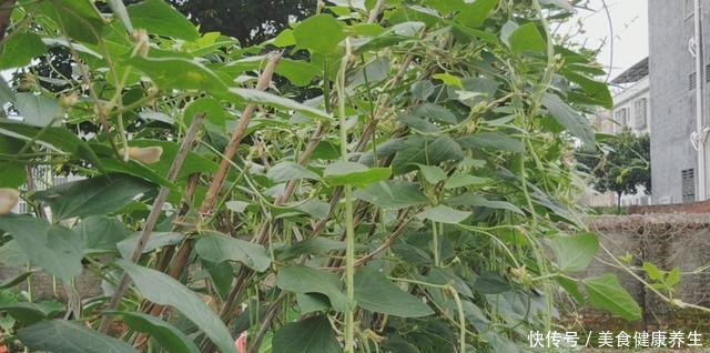 好吃|想吃酸豆角教你客家传统做法，酸脆爽口好吃，一次6斤吃1年不坏