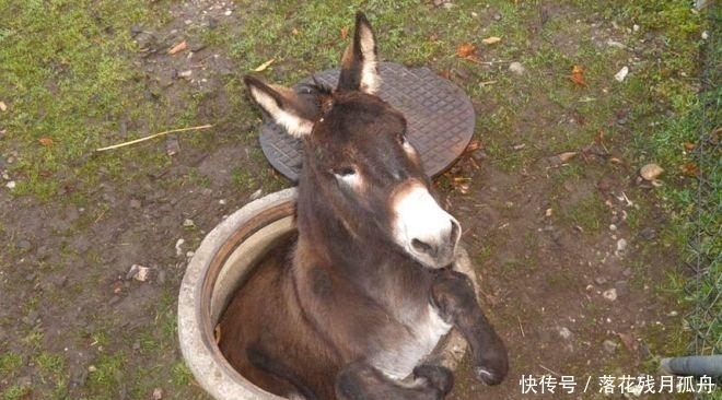  陷入|直击: 陷入各种“困境”的动物奇葩瞬间