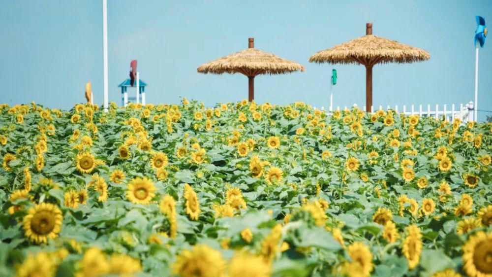 小编|痛心！沭河风车花海向日葵惨遭“毒手”！是谁干的？