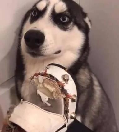  机场|网友把二哈留家里到机场接女友，然而回来后...差点就分手了！