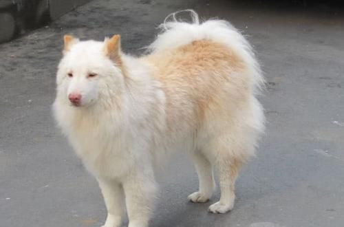  算不算|开车撞了小狗，扬长而去算不算肇事逃逸？看完你就知道了