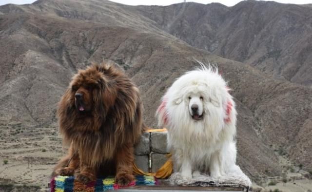  完结|瑞虎8一万五千公里自驾西藏篇，完结分享篇