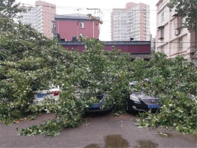  舍得|暴雨过后大树砸坏7辆车，大众车主却笑了：这下怎么舍得换车？